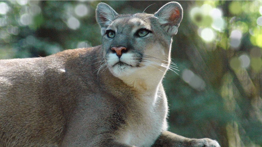 Florida Panther.jpg